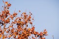 London Plane Platanus Ãâ acerifolia tree branches with autumn colored foliage illuminated by sunlight; fall concept; San